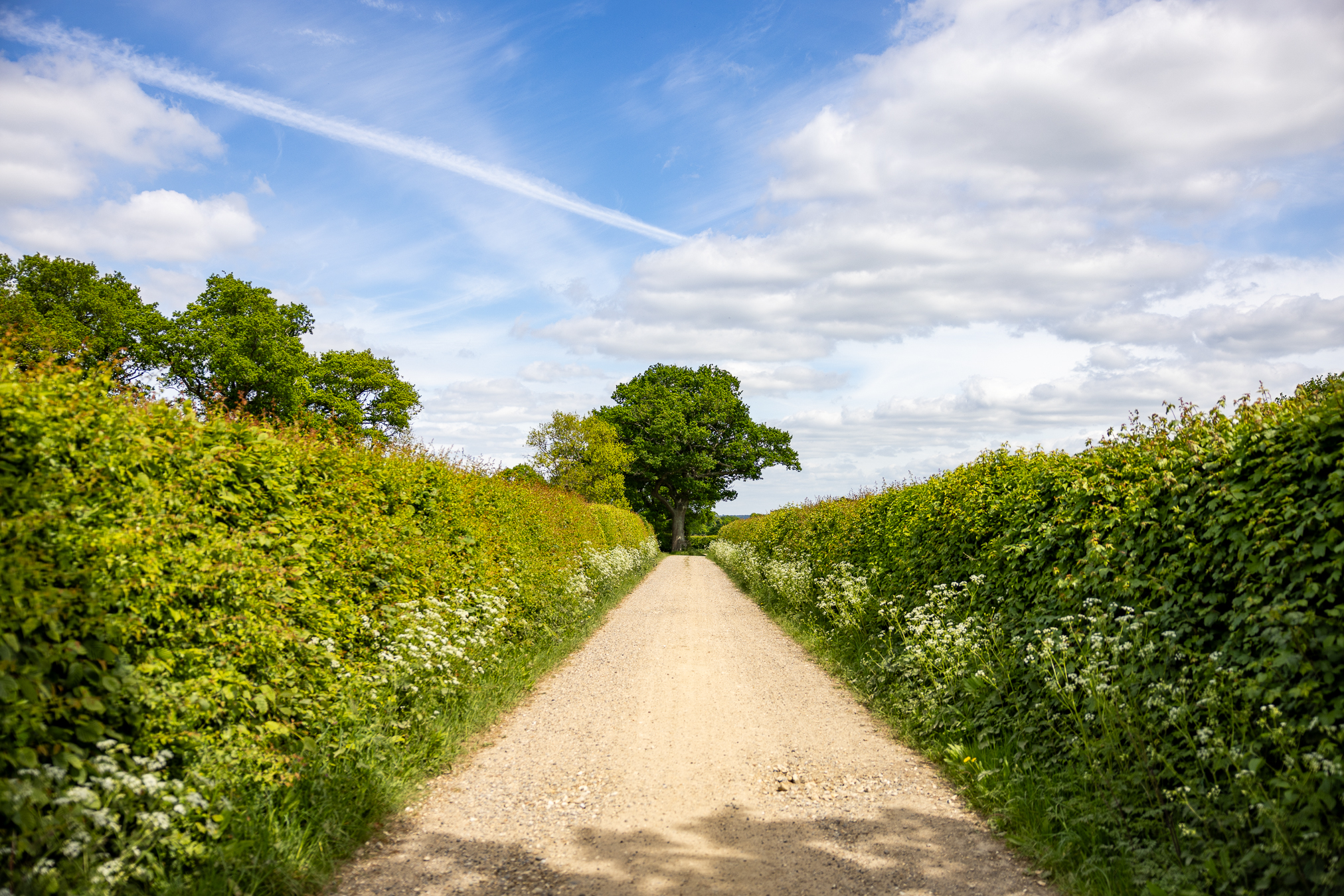A country lane with a gravel path bordered by tall green hedges, leading towards a distant tree under a bright sky with scattered clouds and a visible aircraft contrail overhead.