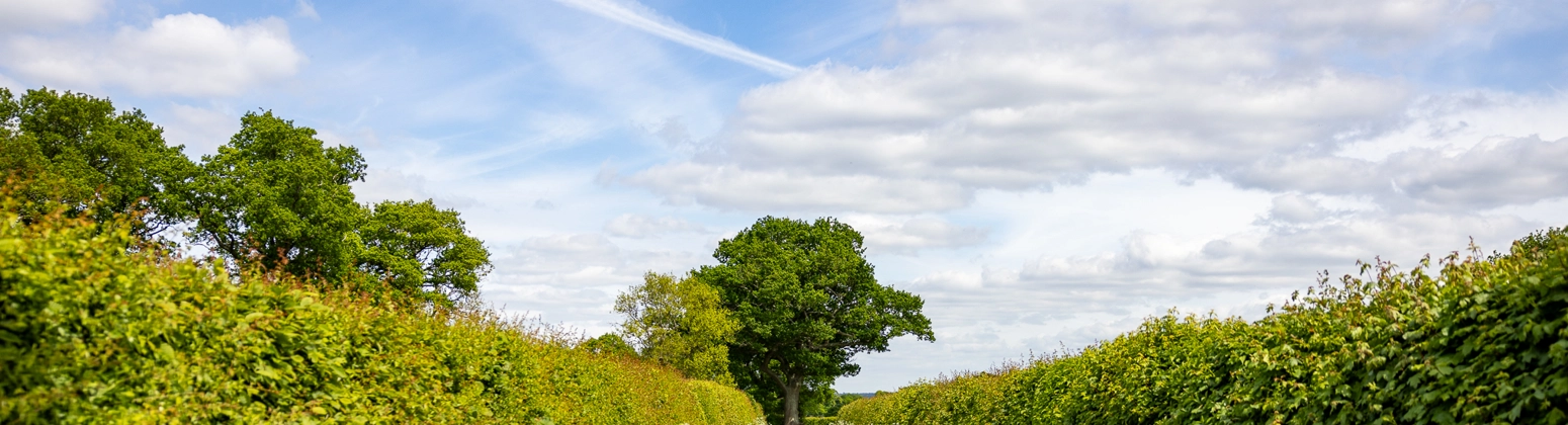 A country lane with a gravel path bordered by tall green hedges, leading towards a distant tree under a bright sky with scattered clouds and a visible aircraft contrail overhead. A country lane with a gravel path bordered by tall green hedges, leading towards a distant tree under a bright sky with scattered clouds and a visible aircraft contrail overhead.
