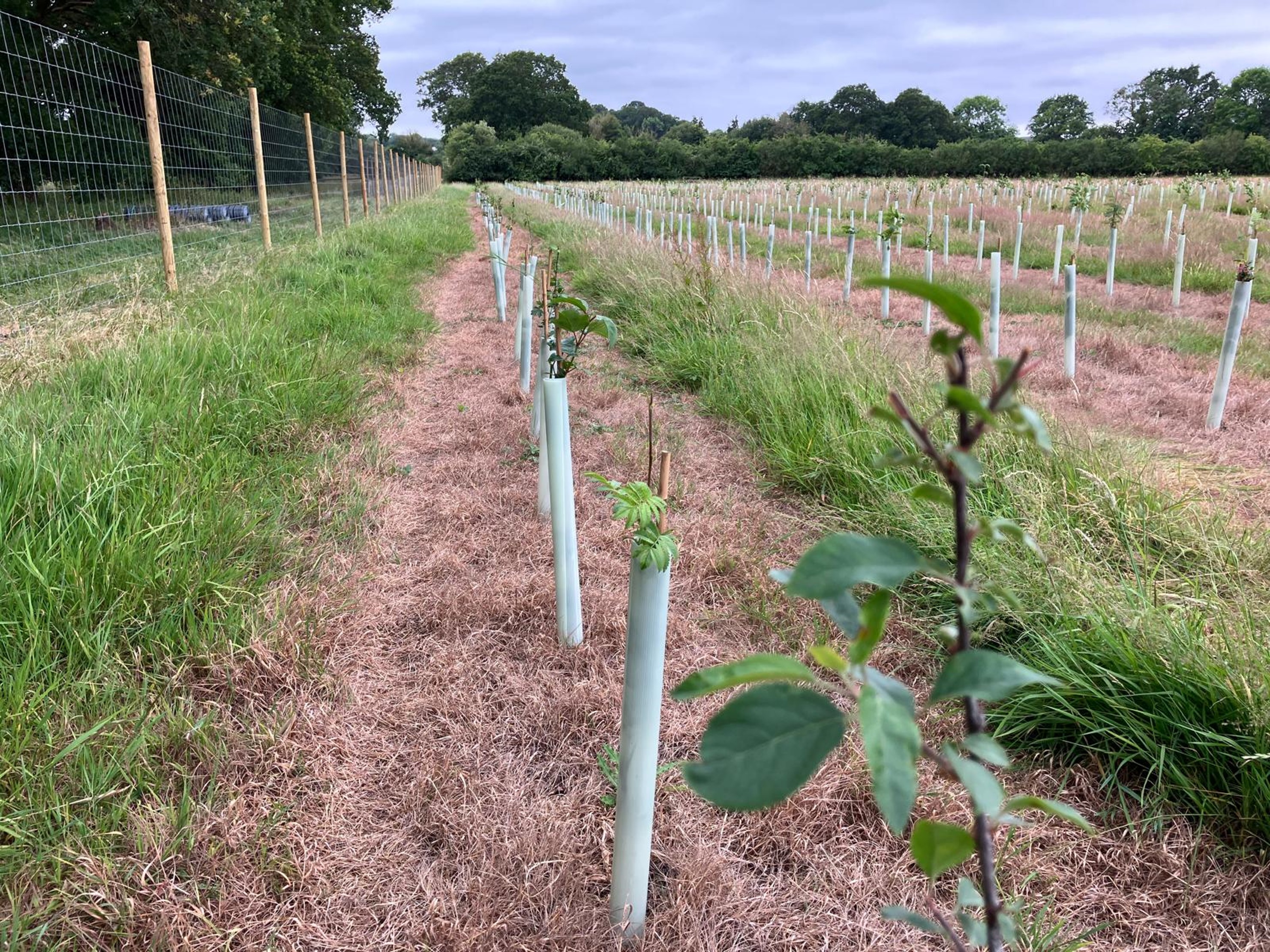 A row of young trees planted in protective tree tubes inside a deer-fenced enclosure.