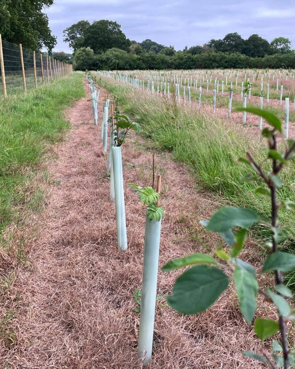 A row of young trees planted in protective tree tubes inside a deer-fenced enclosure. A row of young trees planted in protective tree tubes inside a deer-fenced enclosure.