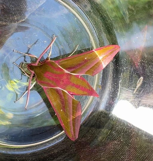 A pink and olive‑green Elephant Hawk‑moth resting inside a clear container, viewed from above.