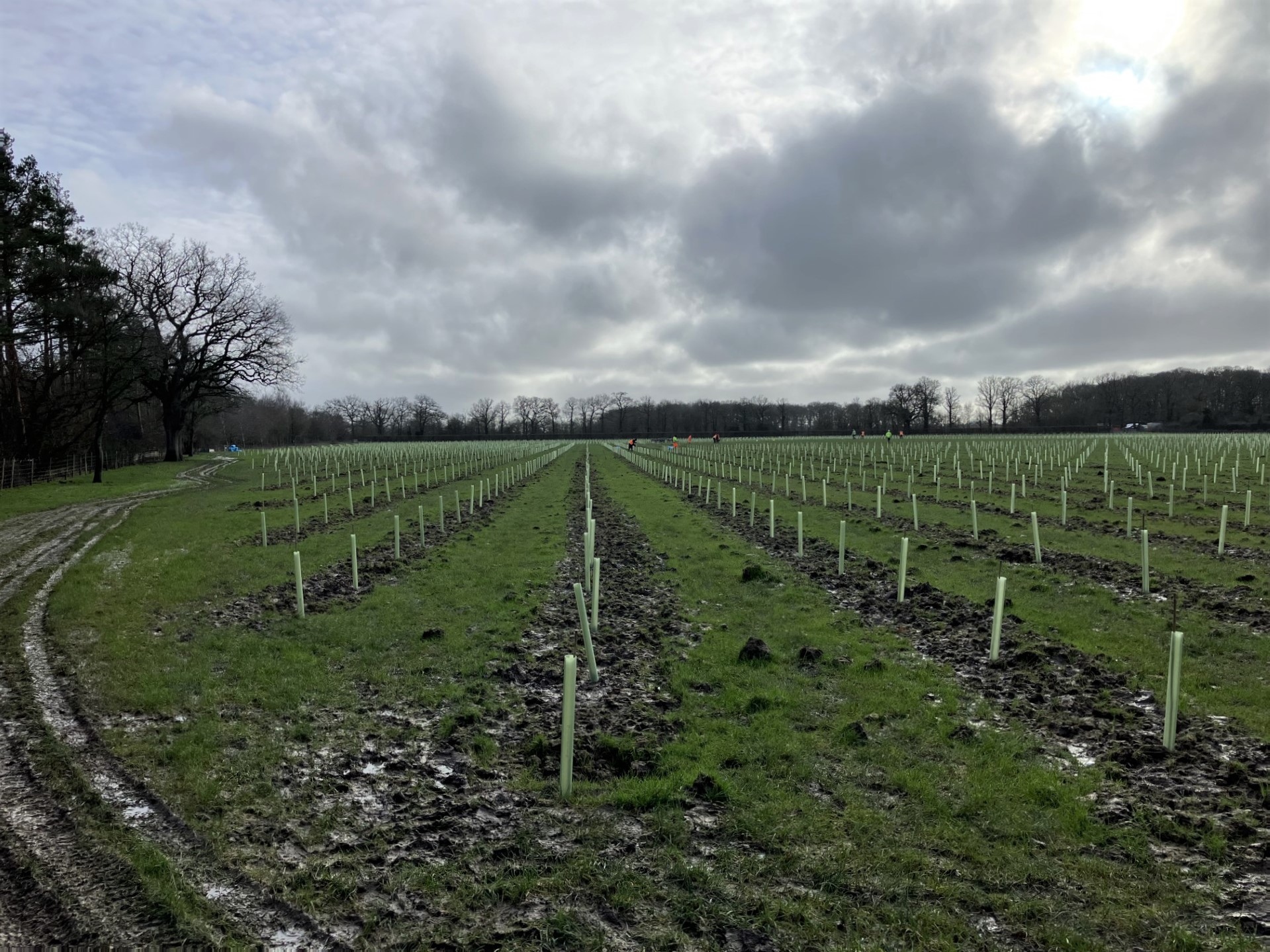 Rows of young tree saplings protected by light green tubes stretch across a muddy field under an overcast sky, with woodland visible in the distance.