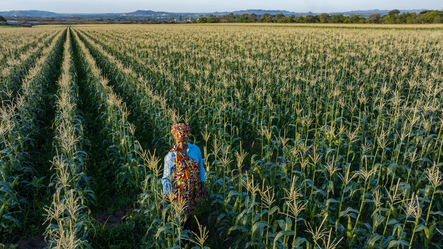 A person in colourful traditional clothing stands in the middle of a vast cornfield with evenly spaced rows stretching into the distance. A person in colourful traditional clothing stands in the middle of a vast cornfield with evenly spaced rows stretching into the distance.