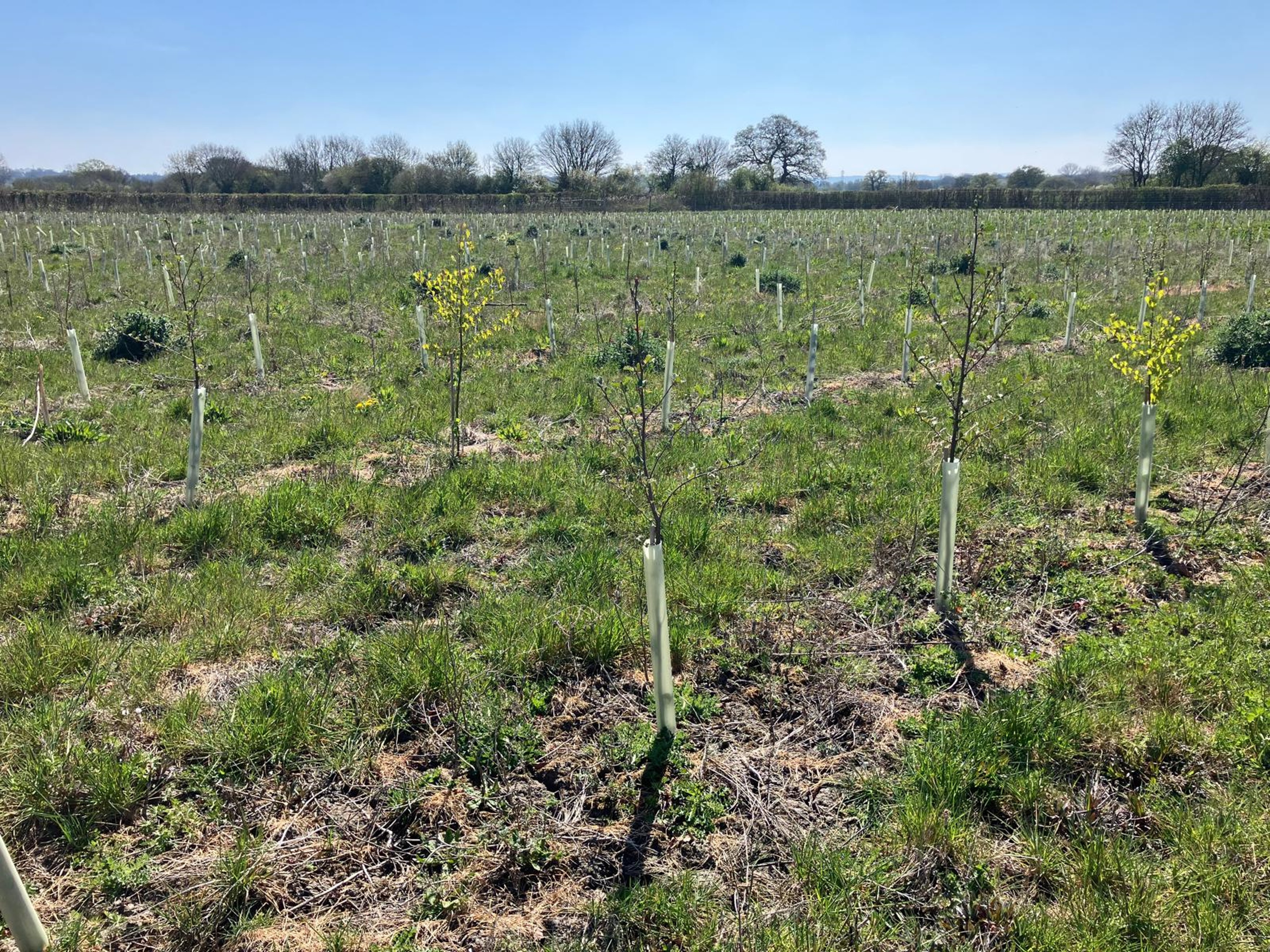 A wide-angle shot of a field with young trees planted in protective tree tubes, surrounded by green grass. The sky is clear and blue, with a line of mature trees visible in the background.