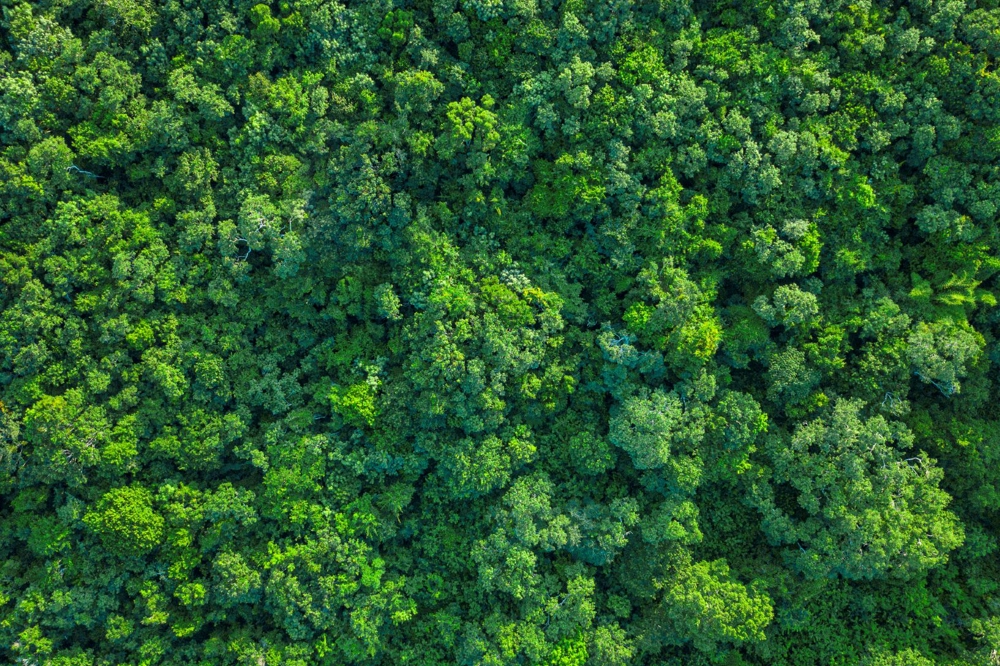 Picture of trees from above Picture of trees from above