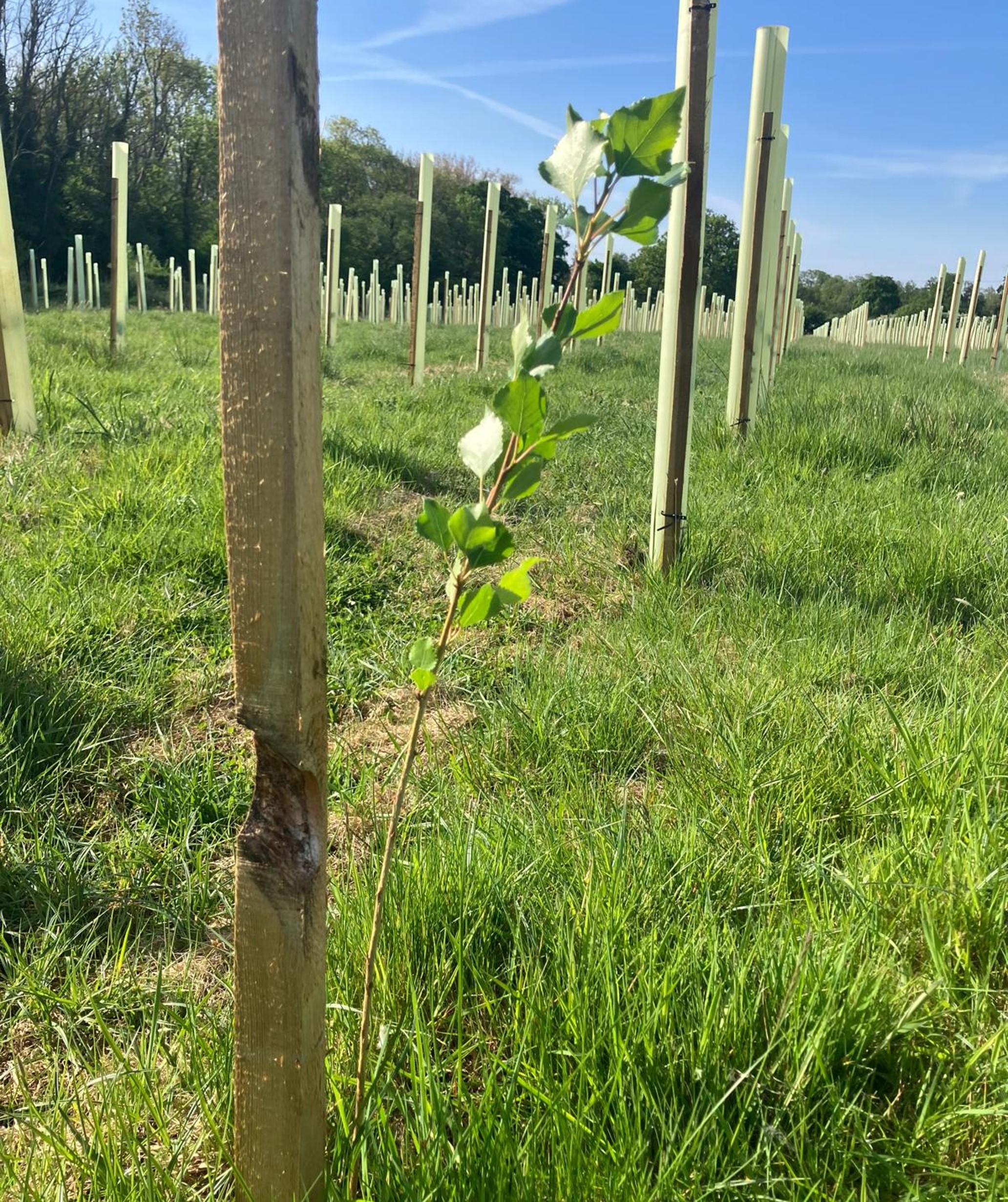 A field with numerous young trees planted in protective tree tubes. The tubes are arranged in rows, and the field is covered with green grass. There are some taller trees visible in the background, and the sky is clear with a few clouds.