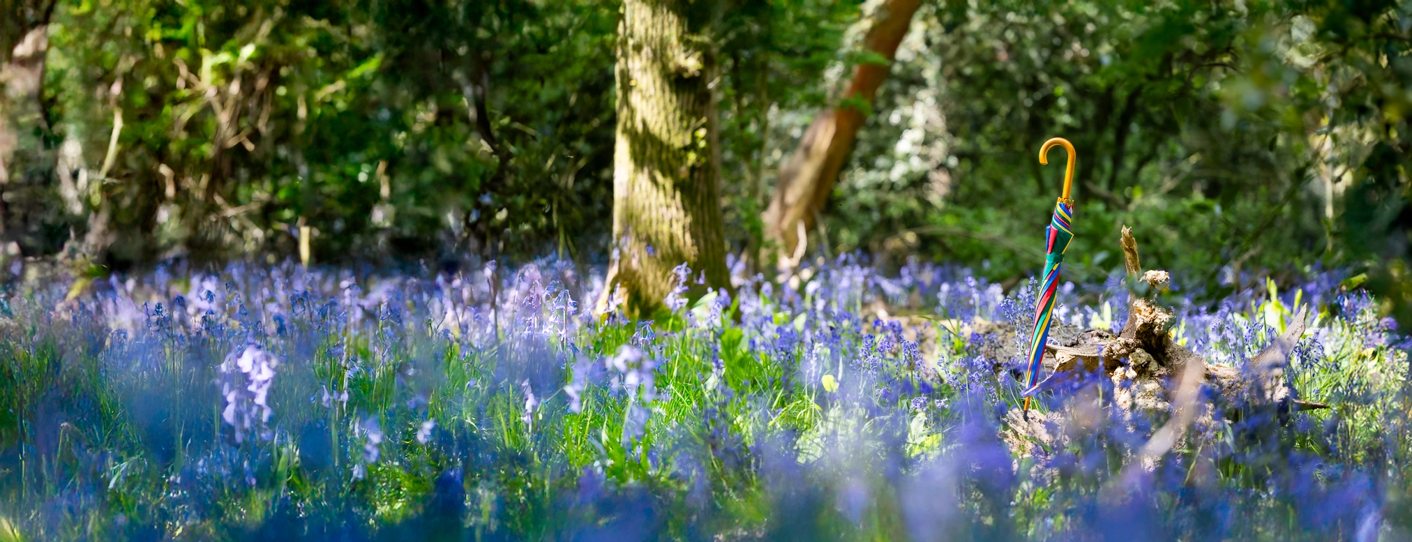 A colourful L&G umbrella with a curved handle stands upright in a sunlit woodland clearing, surrounded by a dense carpet of blooming bluebells and vibrant green foliage.