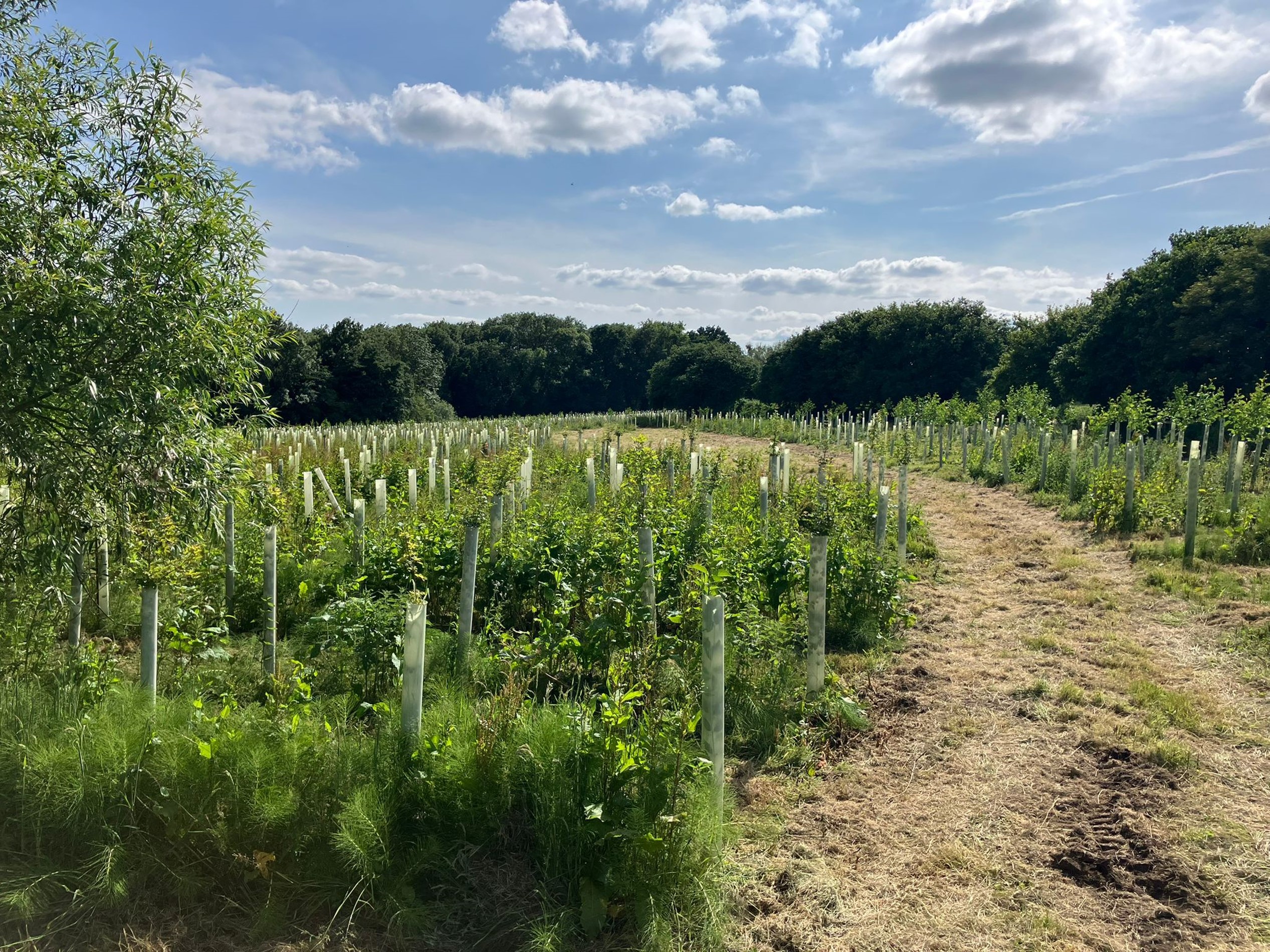 Rows of young trees in protective tree tubes spread across a grassy field. A dirt path runs alongside the planted area, and mature trees form a dense woodland in the background under a partly cloudy sky.