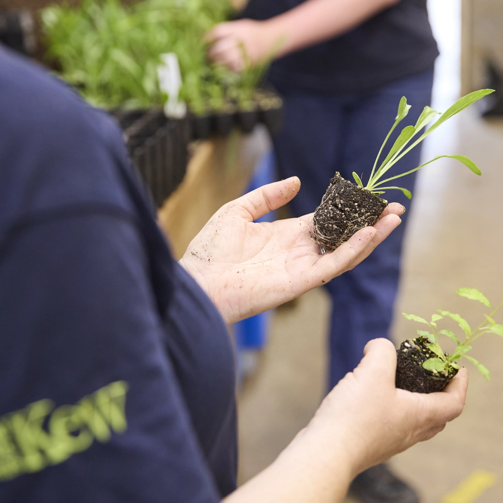 A person holding two small seedlings with soil in their hands, standing in a room with other people in the background. A person holding two small seedlings with soil in their hands, standing in a room with other people in the background.