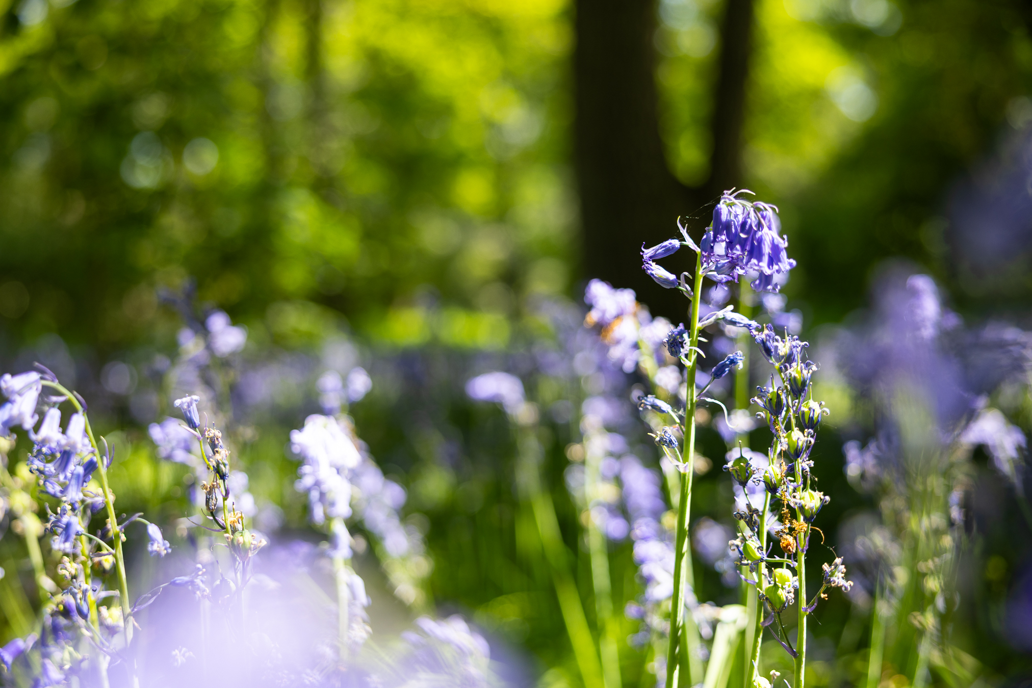 A close-up view of bluebell flowers in a woodland. The background, with bluebell flowers and green foliage, is blurred.