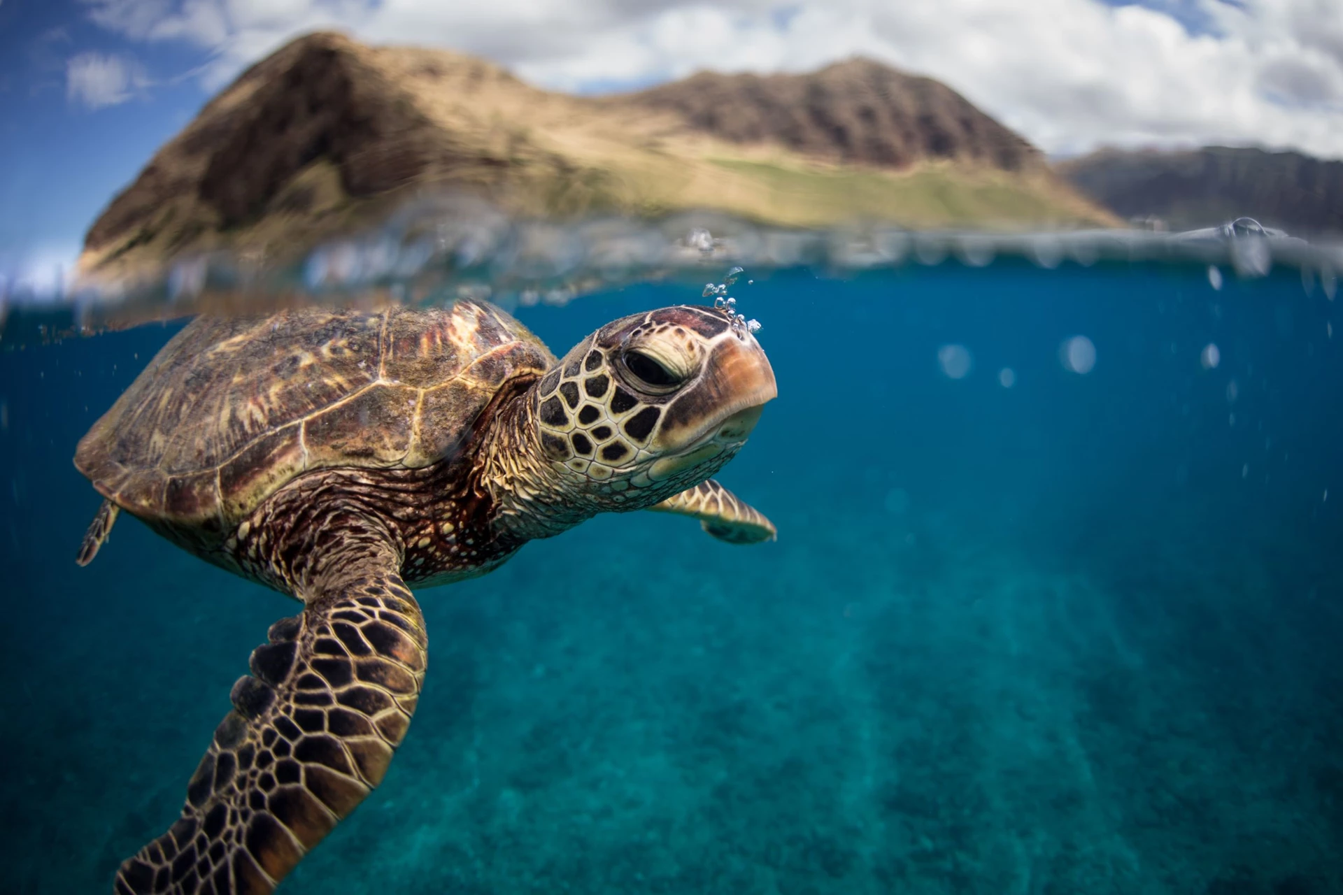 Photograph of a turtle under the water