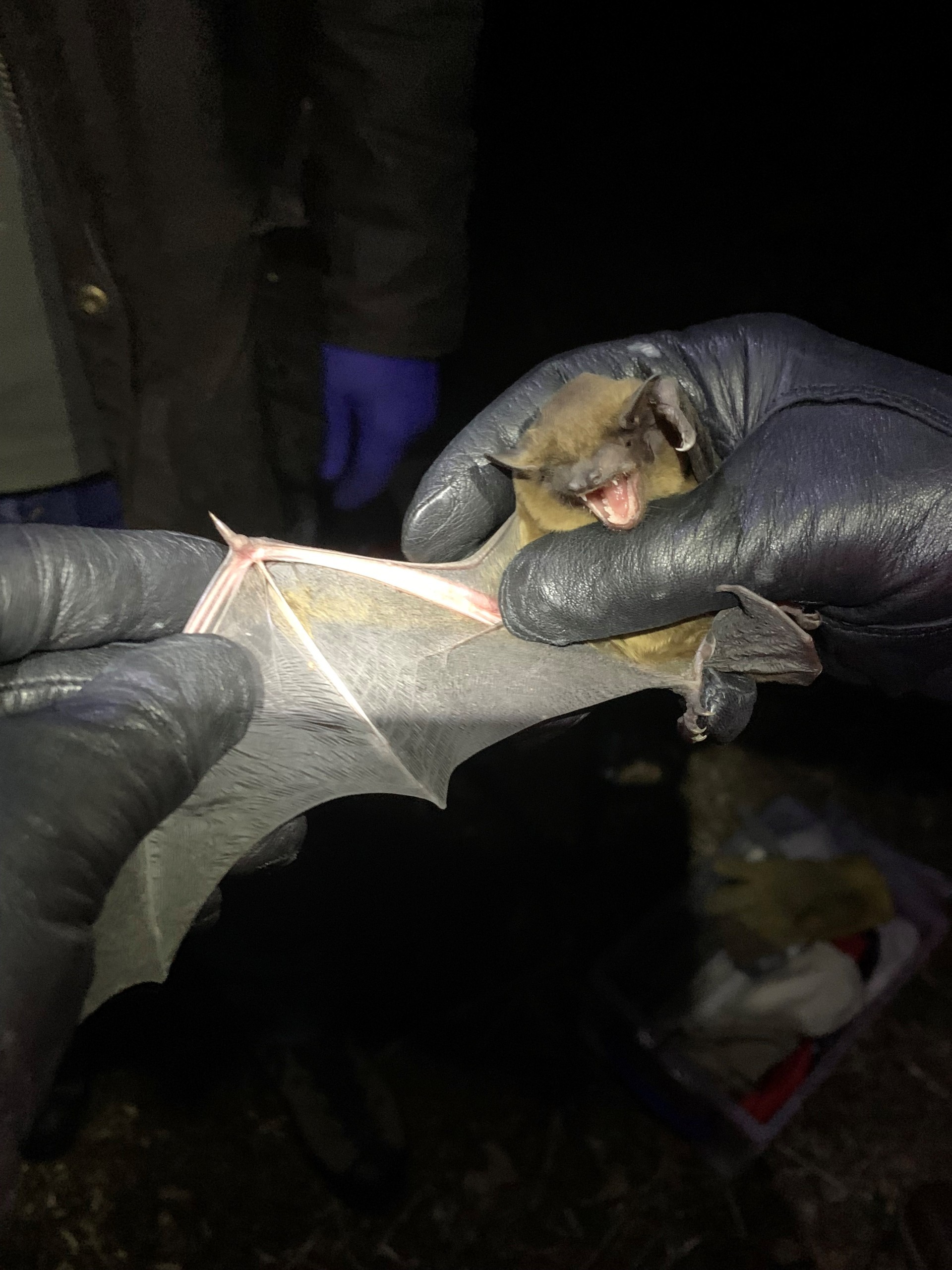 A small bat being gently held by gloved hands at night, with its wing stretched open for examination.