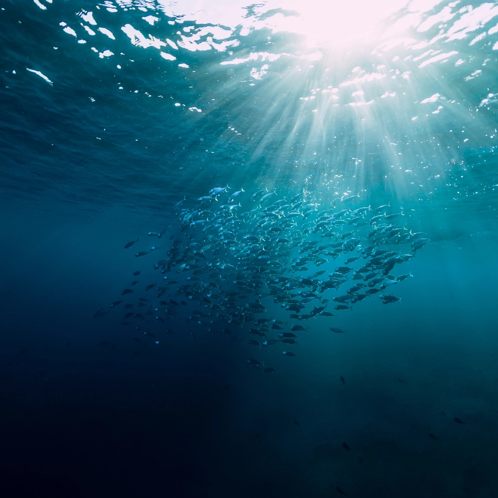 A large school of fish swimming underwater in deep blue ocean water, illuminated from above by bright sunlight streaming through the surface. A large school of fish swimming underwater in deep blue ocean water, illuminated from above by bright sunlight streaming through the surface.